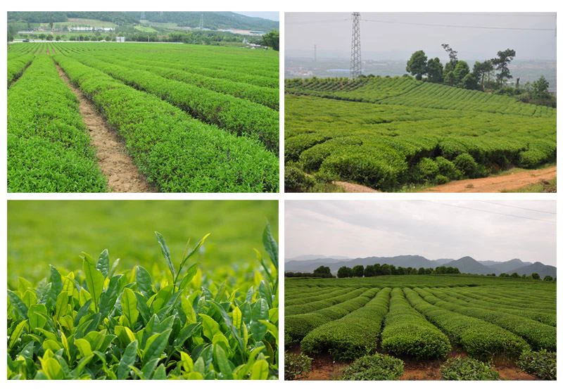 HOUTU TEA Plantation
