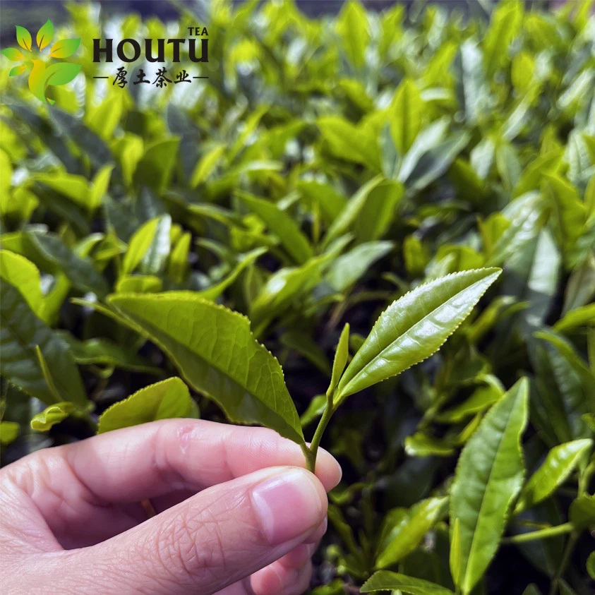 4011 green tea.jpg 4011 green tea.jpg