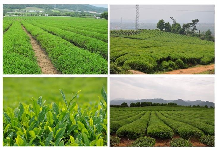 China Gunpowder Tea wholesale