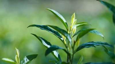 Événement d'échange culturel sur le thé de beauté orientale